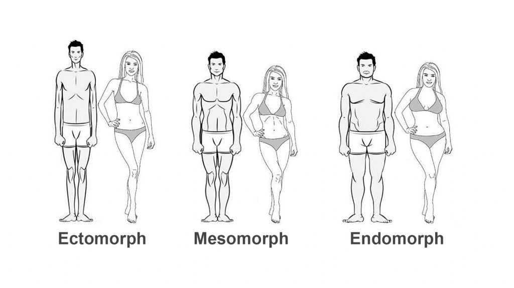 body physique types
