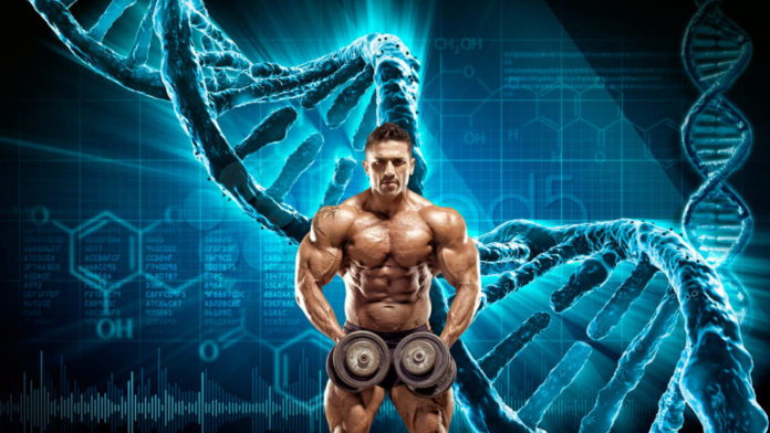 genetics and bodybuilding